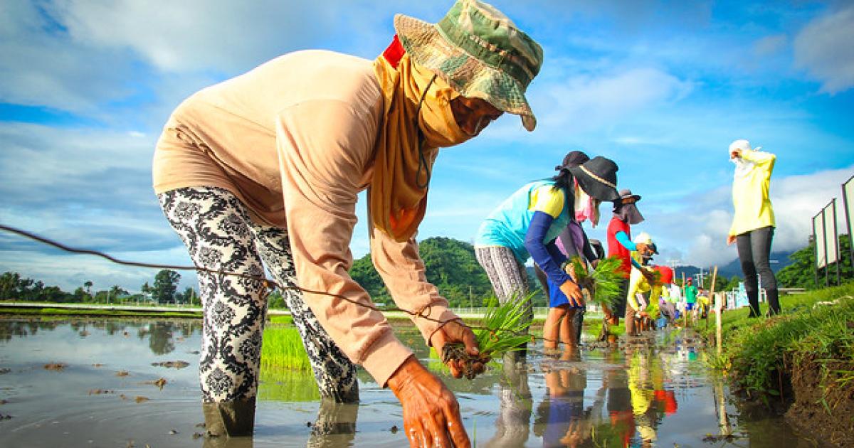 Agricultural Resilience in the Philippines: Navigating Challenges with the Department of Agriculture